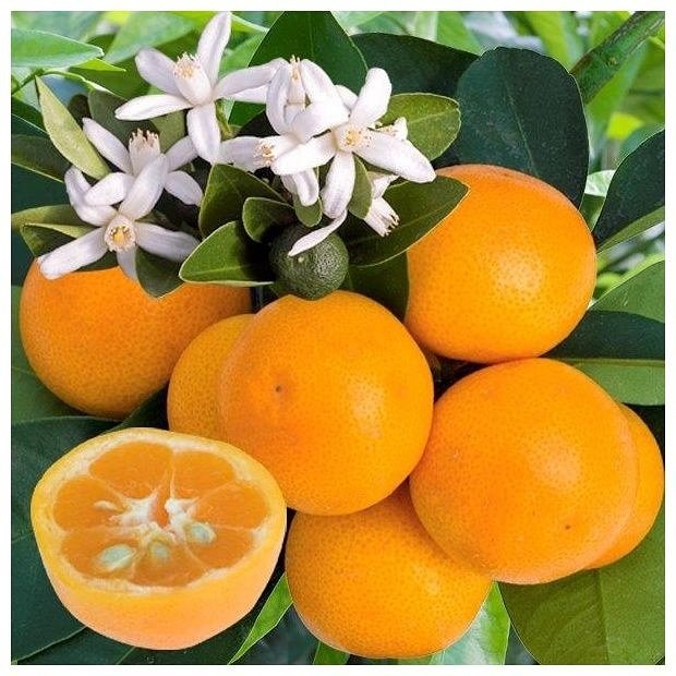 3%20Yaş%20Aşılı%20Citrus%20Calamondin%20Süs%20Mandalinası%20Fidanı,%20Torbada