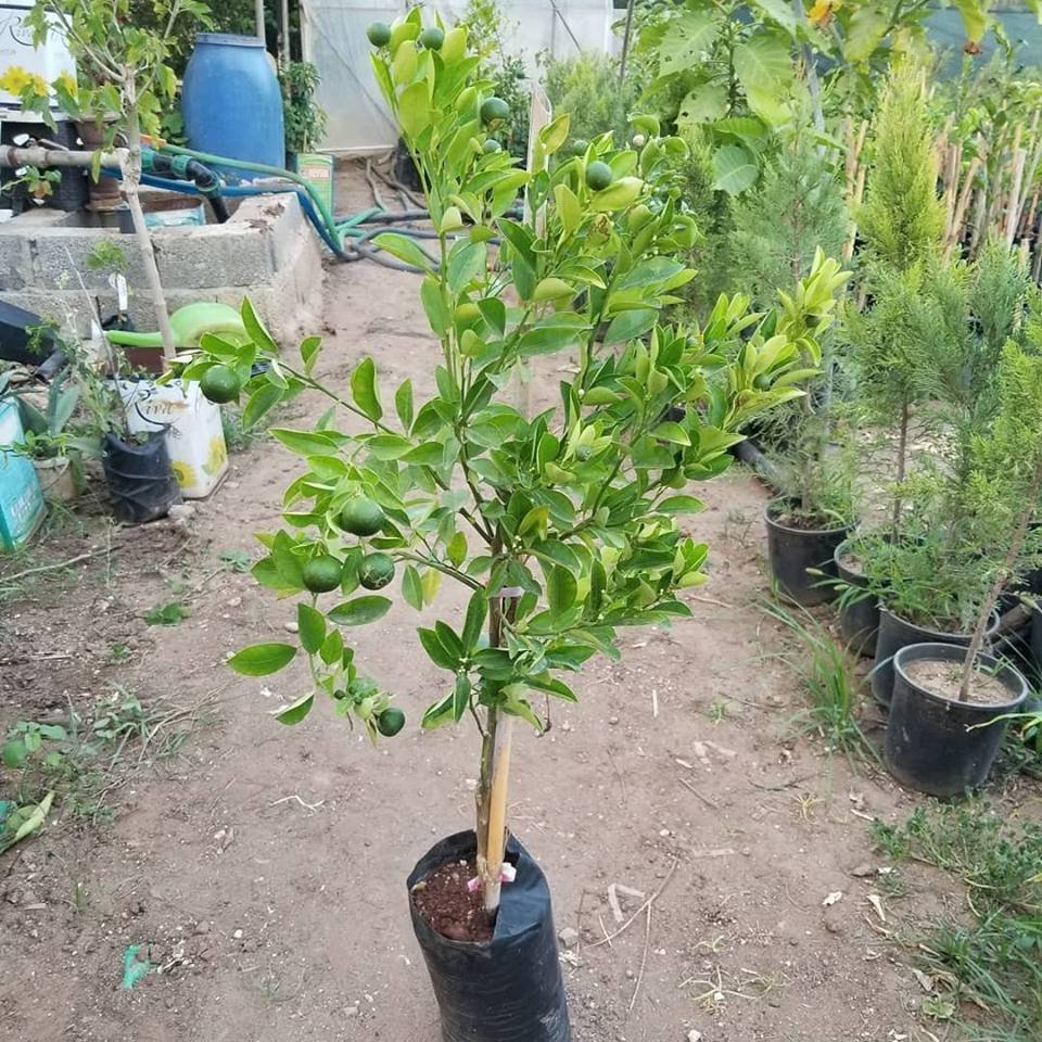 4%20Yaş%20Aşılı%20Calamondin%20Süs%20Mandalinası%20Fidanı,%20Torbada