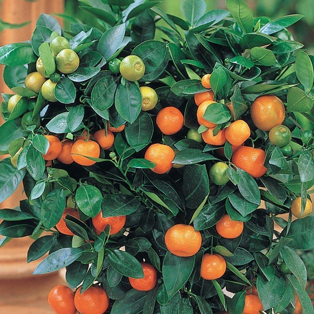 6%20Yaş%20Aşılı%20Calamondin%20Süs%20Mandalinası%20Fidanı,%20Saksıda