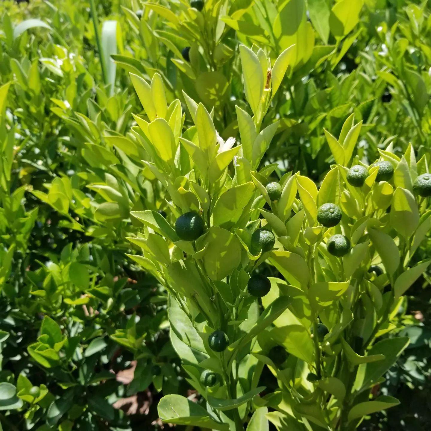 6%20Yaş%20Aşılı%20Calamondin%20Süs%20Mandalinası%20Fidanı,%20Saksıda