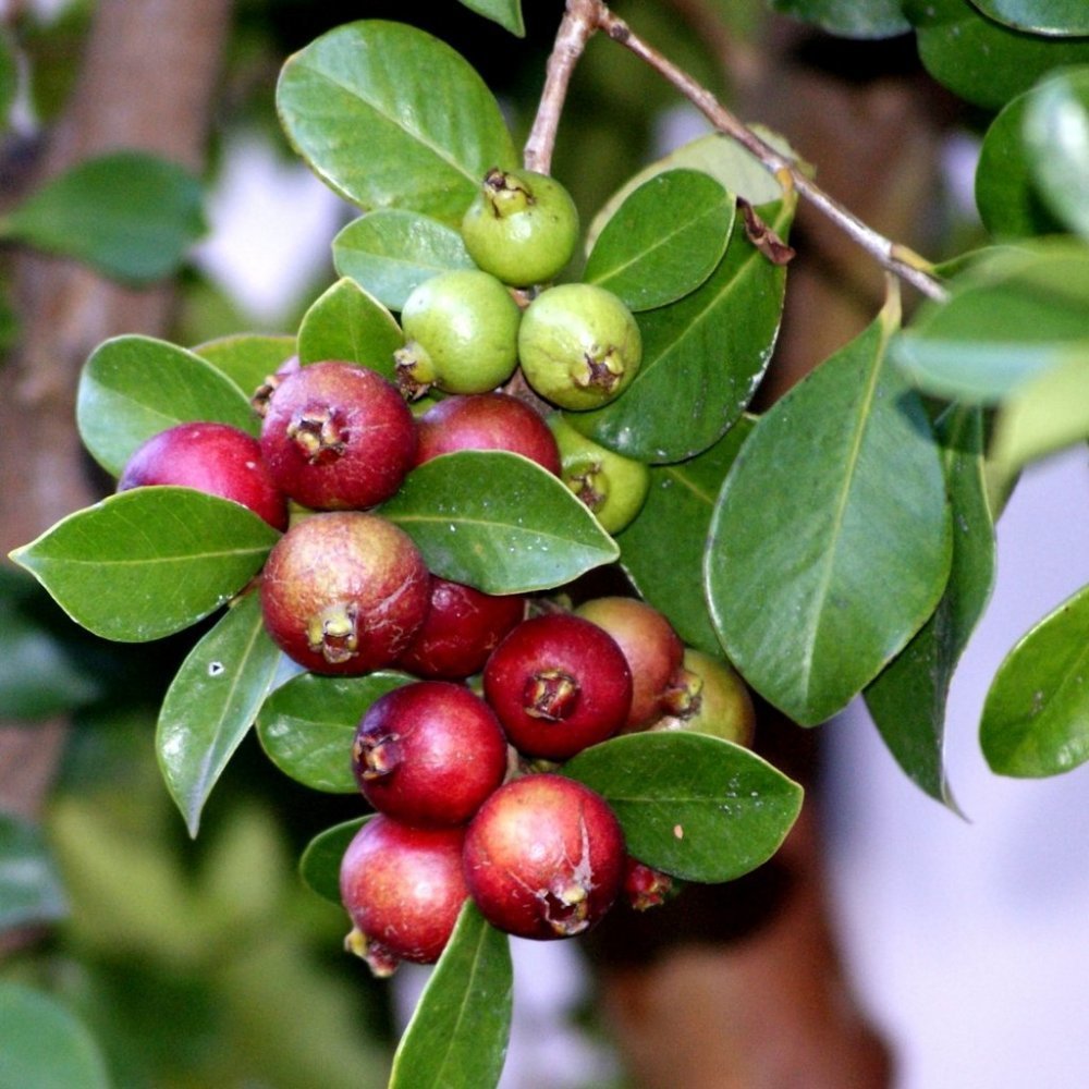 4%20Yaş%20Tropikal%20Çilek%20Guava%20(Strawberry%20Guava)%20Fidanı