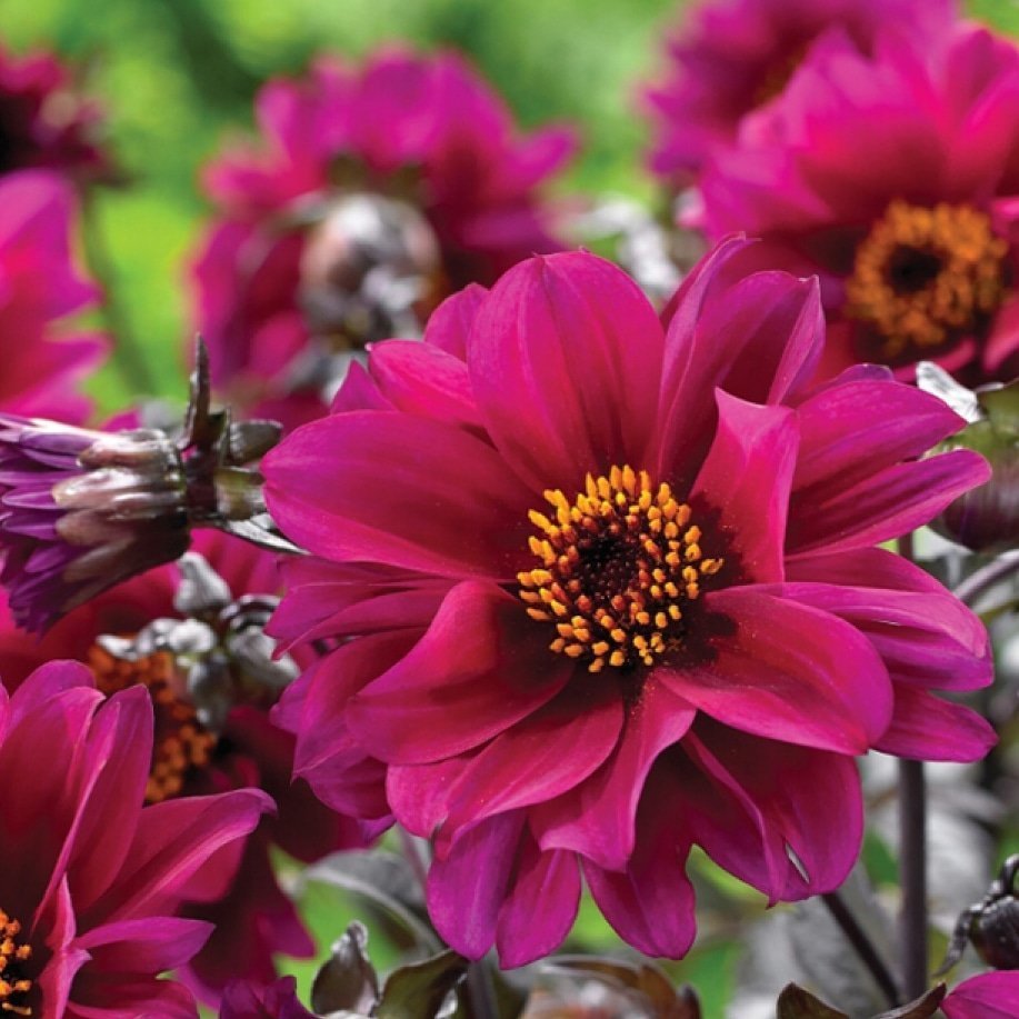 Dahlia%20Çiçeği%20Tohumu%201%20PAKET%20(30%20adet)