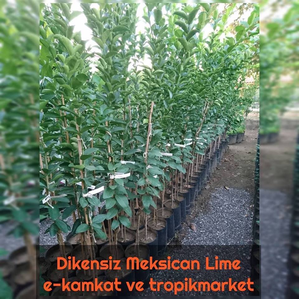 5%20Yaş%20Aşılı%20Dikensiz%20Mexican%20Lime%20Limon%20Fidanı,%20Torbada