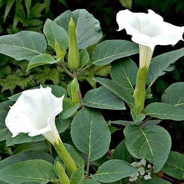 Gece%20Güzeli%20Datura%20stramonium%20Beyaz%20Renk%20Çiçek%20Tohumu%201%20PAKET%20(15%20Adet)