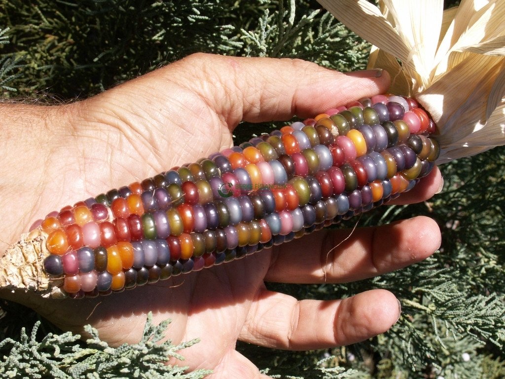 Yerli%20Gökkuşağı%20(İndian%20Rainbow%20Corn)%20Mısır%20Tohumu%20(15%20Adet)