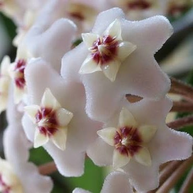 Hoya%20Cornosa%20-%20Mum%20Çiçeği,%20Saksıda