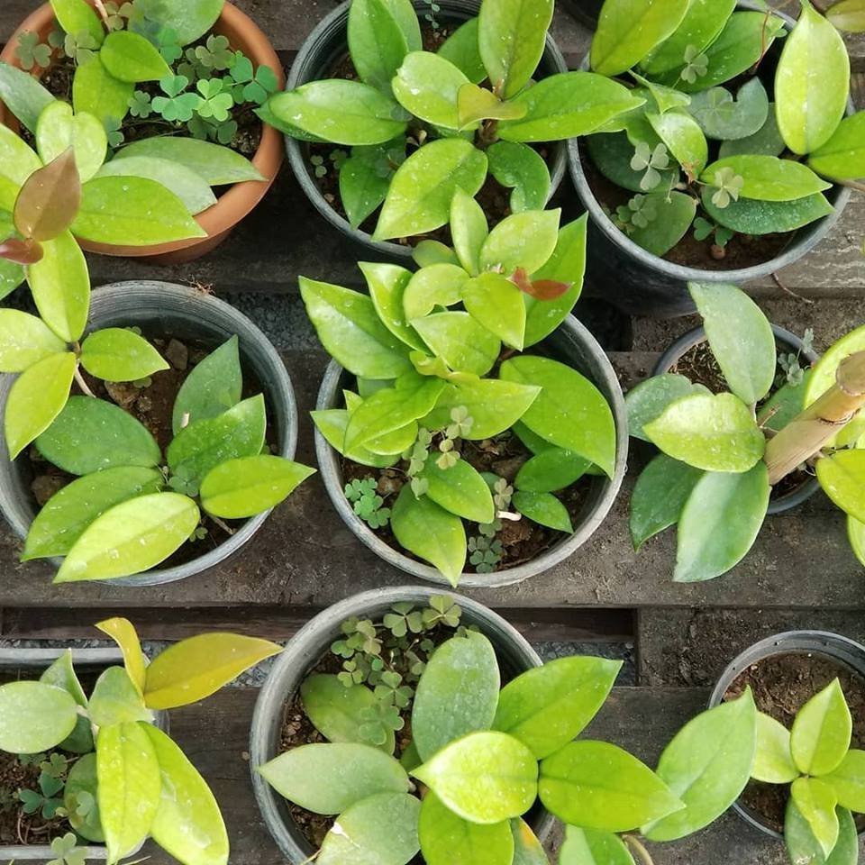 Hoya%20Cornosa%20-%20Mum%20Çiçeği,%20Saksıda