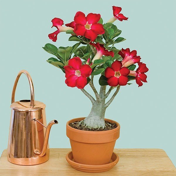 Kırmızı%20Adenium%20Çöl%20Gülü%20Çiçeği%20Fidanı