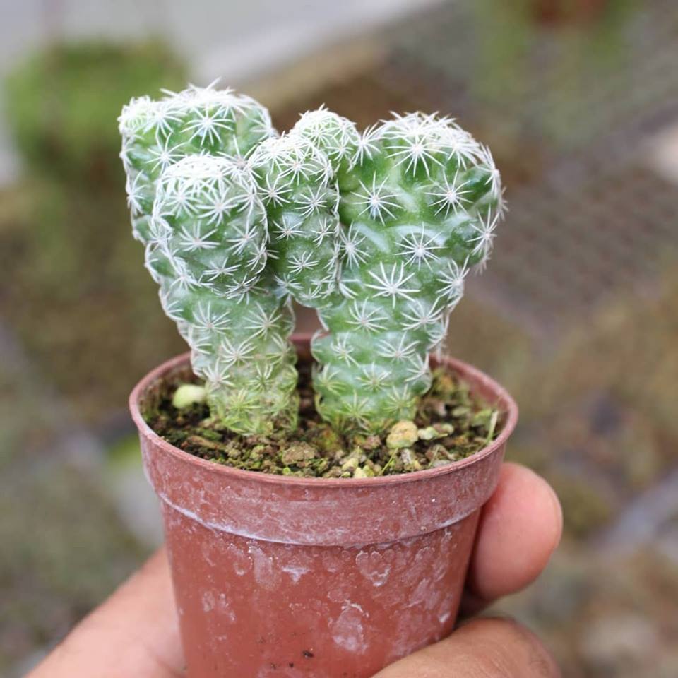 Mammillaria%20Gracilis%20Kartopu%20Kaktüs%205.5%20Cm%20Saksıda