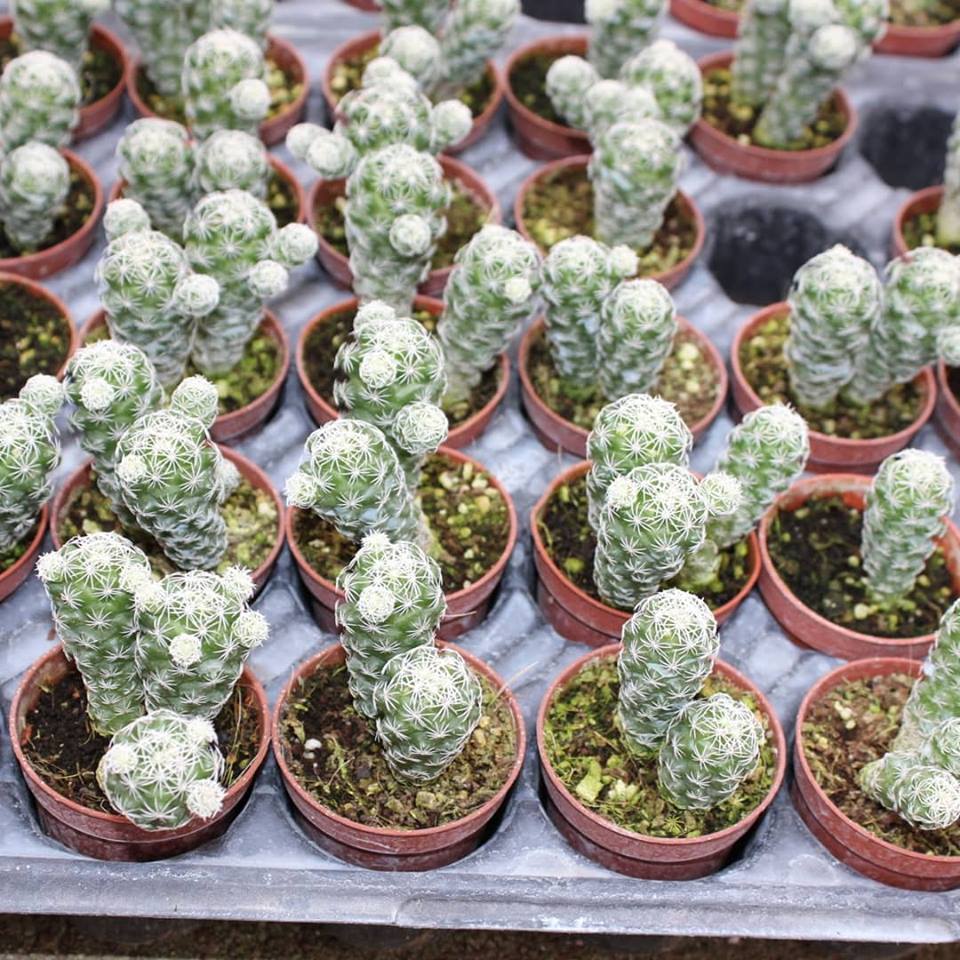 Mammillaria%20Gracilis%20Kartopu%20Kaktüs%205.5%20Cm%20Saksıda