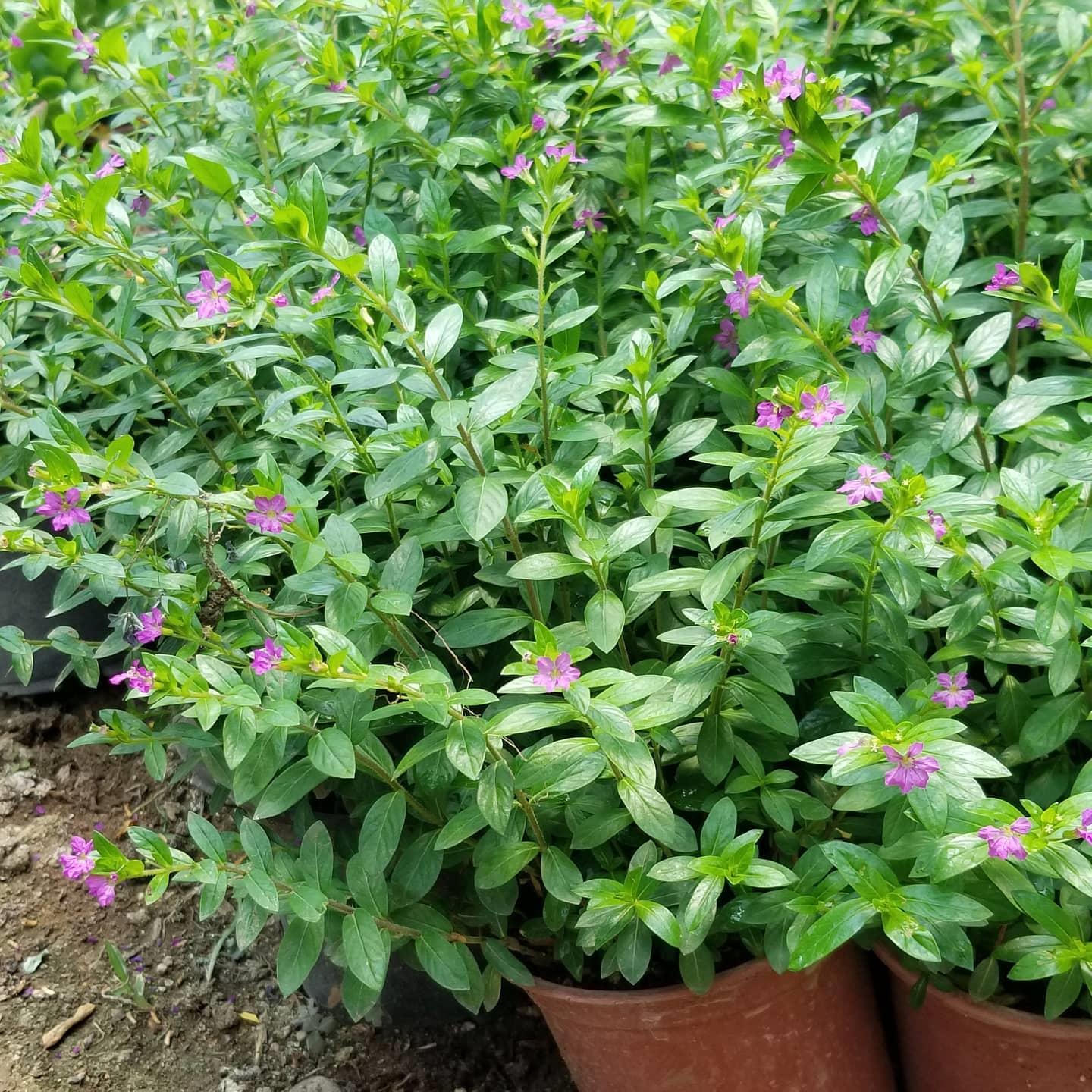 Kufeya%20Cennet%20Çiçeği%20(Mor%20Çiçekli%20Cuphea%20Hyssopifolia),%20Saksıda