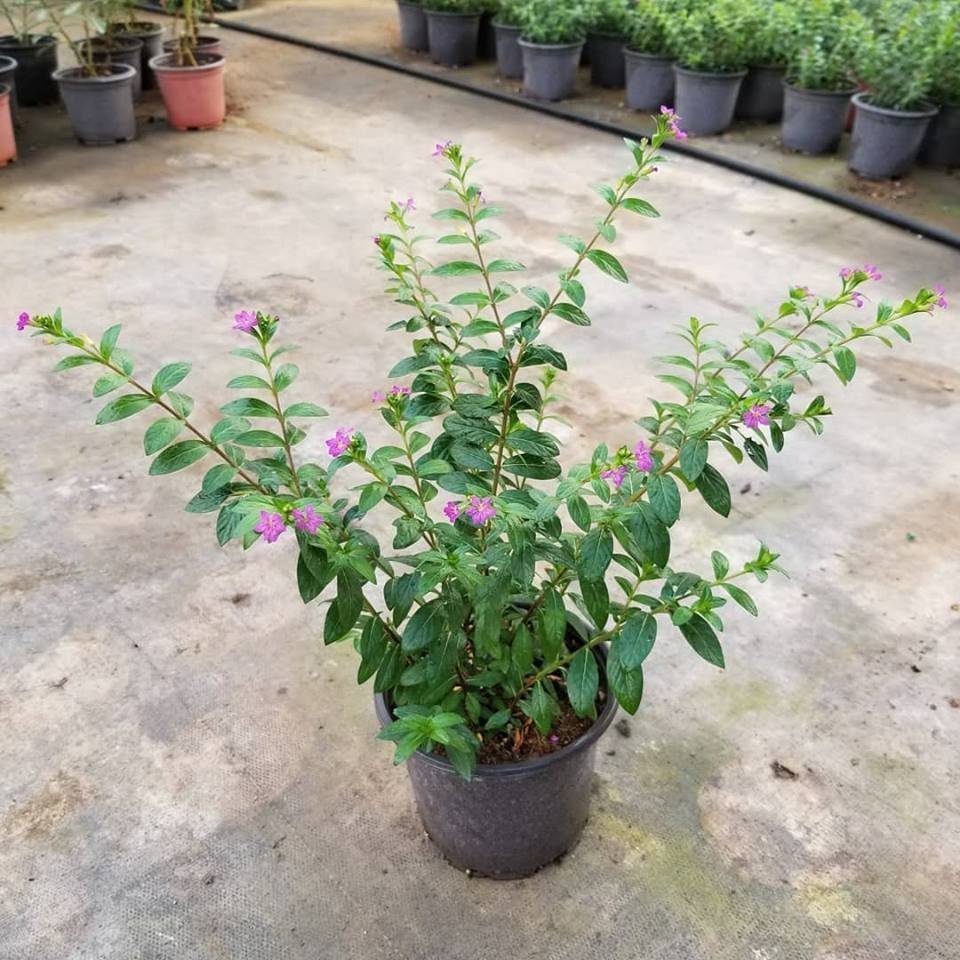 Kufeya%20Cennet%20Çiçeği%20(Mor%20Çiçekli%20Cuphea%20Hyssopifolia),%20Saksıda