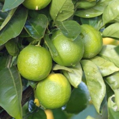 3%20Yaş%20Aşılı%20Meksika%20Lime%20Limonu,%20Torbada