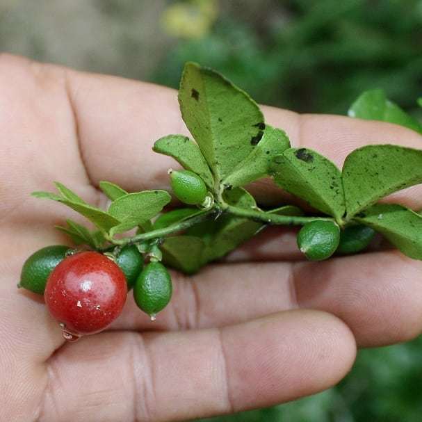 6%20Yaş%20Aşılı%20Limeberry%20Limon%20Fidanı,%20Torbada