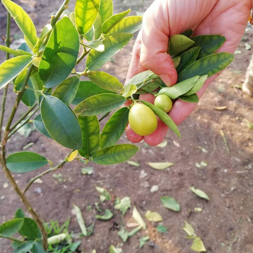 3%20Yaş%20Aşılı%20LimonKamkat%20Fidanı,%20Torbada