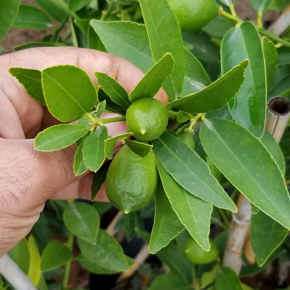 3%20Yaş%20Aşılı%20Limonkamkat%20Tavaresquat%20%20Fidanı,%20Torbada