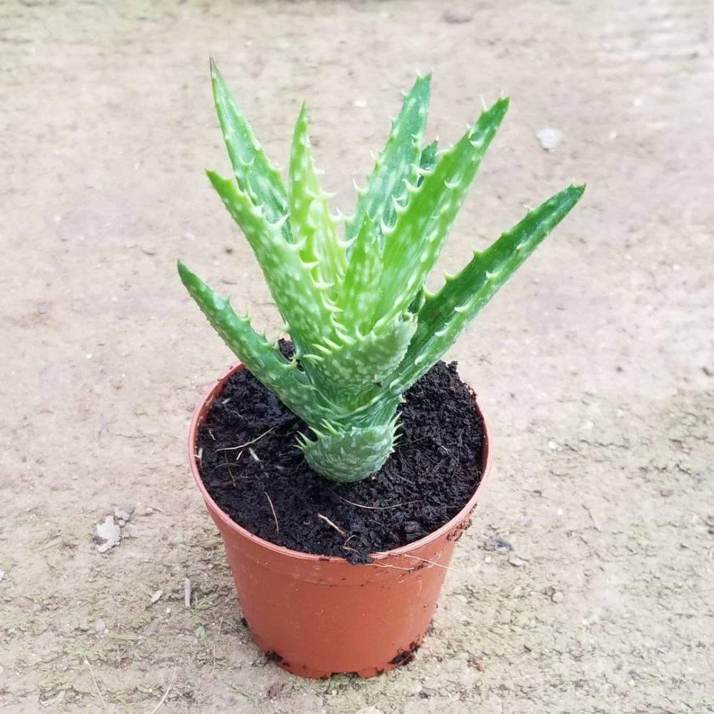 Minyatür%20Aloevera,%205.5%20Cm%20Saksıda