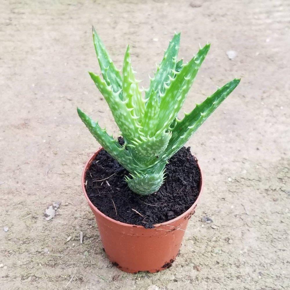 Minyatür%20Aloevera,%205.5%20Cm%20Saksıda