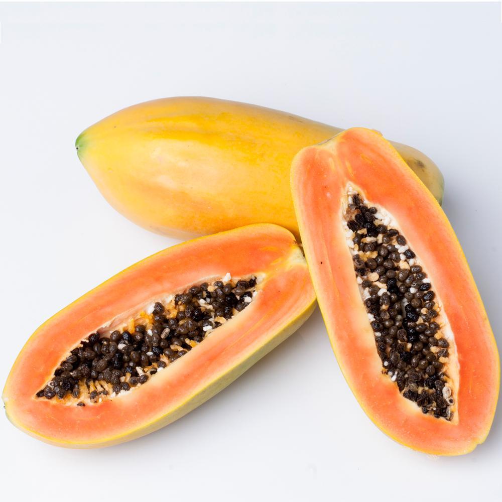 Bodur%20PAPAYA%20Fidanı%20Saksıda%20100%20Cm%20Üzeri%20Sınırlı%20Stok