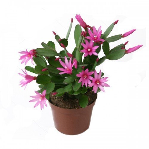 Yılbaşı%20Çiçeği%20(ZYGOCACTUS),%20Saksıda