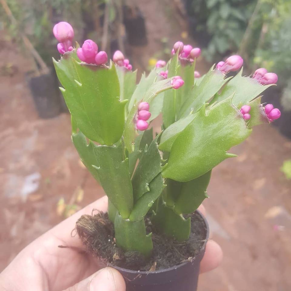 Yılbaşı%20Çiçeği%20(ZYGOCACTUS),%20Saksıda