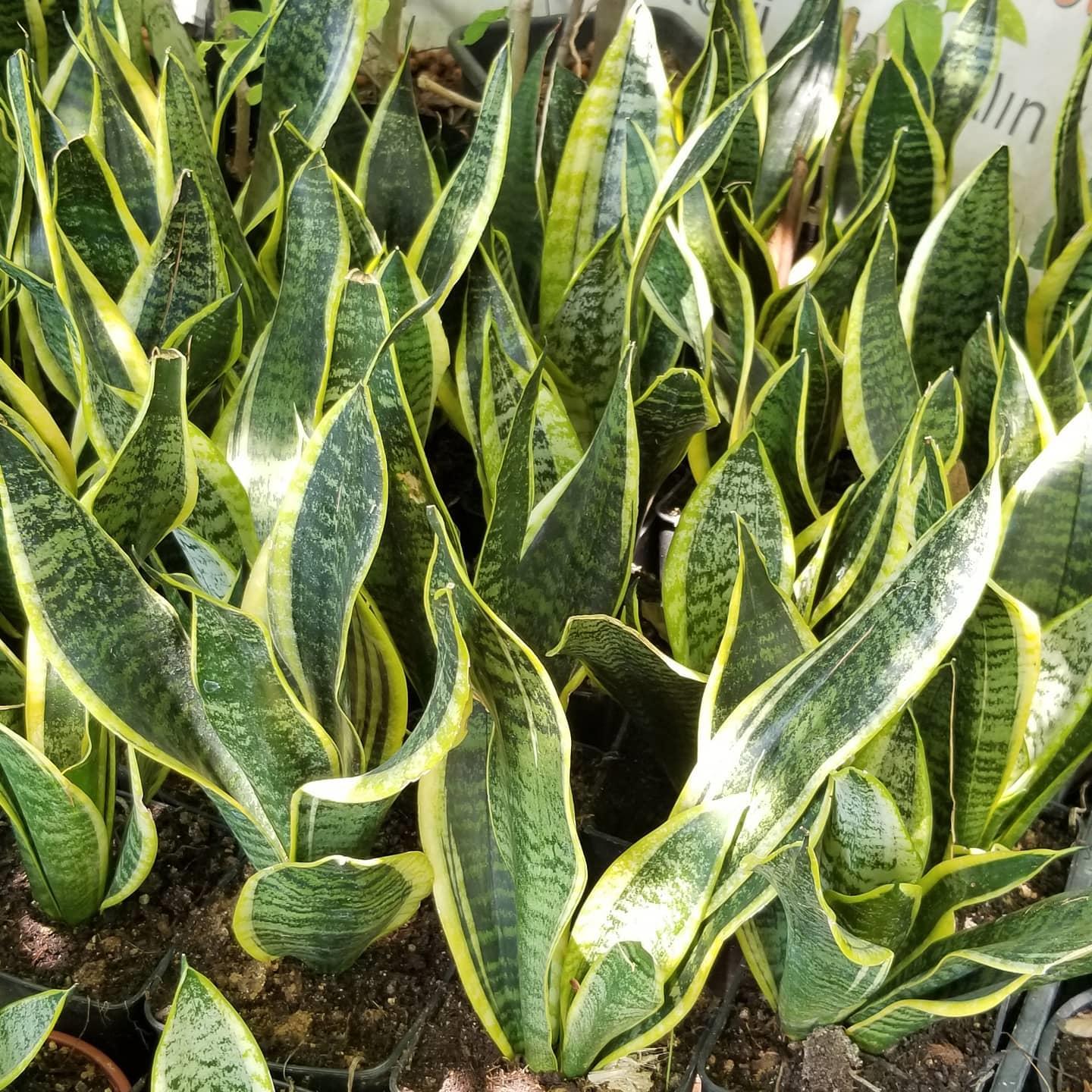 Peygamber%20Kılıcı%20Sansevieria%20Trifasciata,%20Saksıda