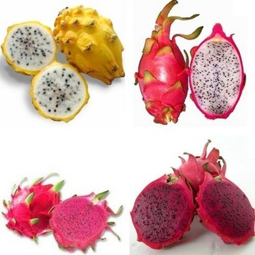 3%20lü%20Pitaya%20Dragon%20Fruit%20Fidanı%20Seti%20%20(Beyaz%20Kırmızı%20Sarı)