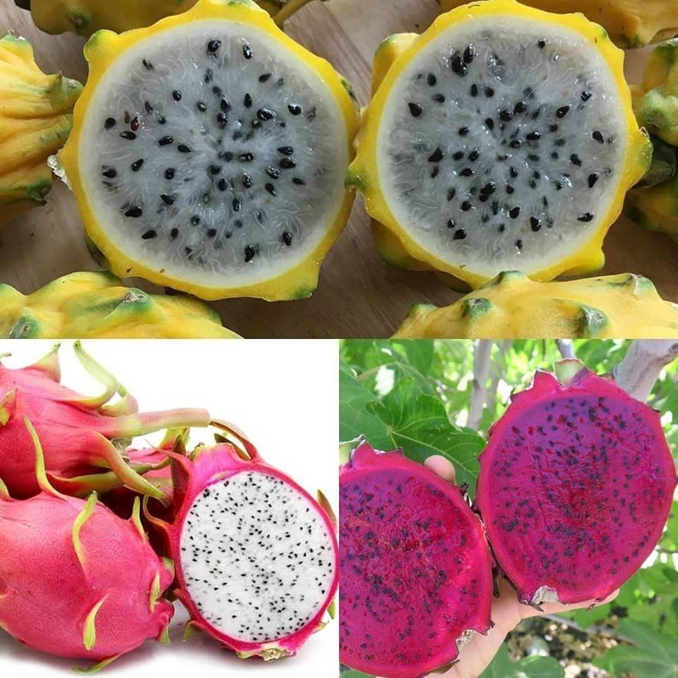 3%20lü%20Pitaya%20Dragon%20Fruit%20Fidanı%20Seti%20%20(Beyaz%20Kırmızı%20Sarı)