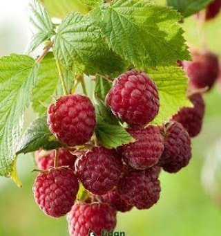 Rubus%20idaeus%20L.%20Yediveren%20Ahududu%20Fidanı,%20Torbada