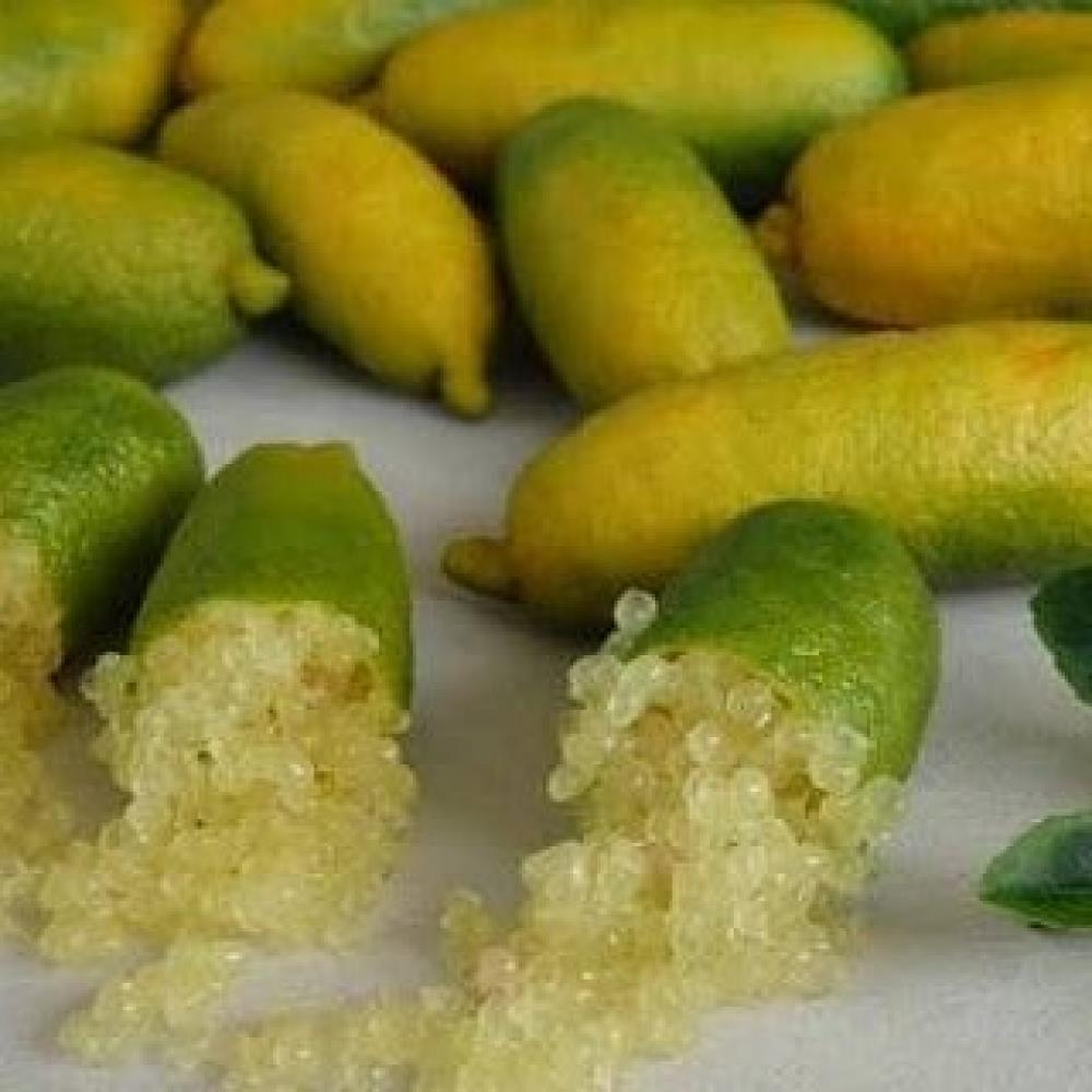 Finger%20Lime%20SUNSHINE%20YELLOW%20(Bize%20Özel%20Sınırlı%20Stok)