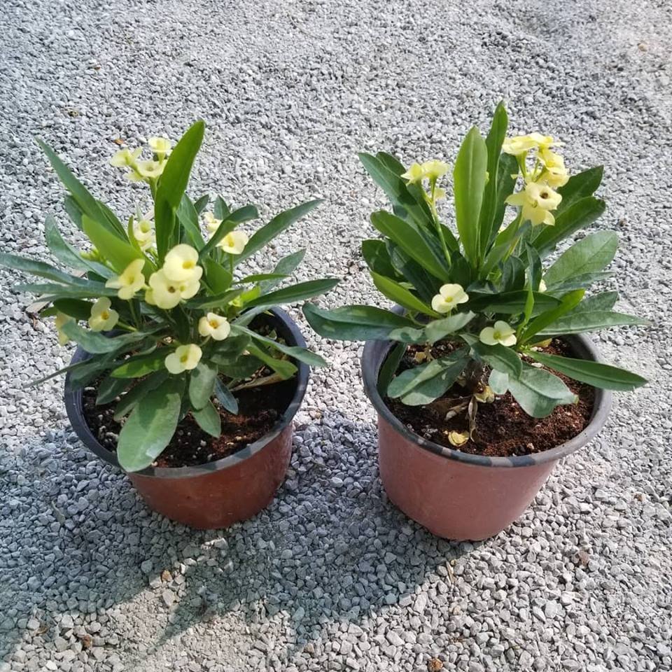 İTHAL%20Orijinal%20SARI%20Euphorbia%20Milii%20/%20Dikenler%20Tacı%20Küçük%20Saksıda