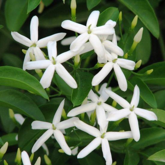 Full, Arap Yasemini (Jasminum Sambac) Çiçeği, Saksıda