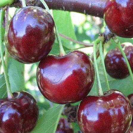 3 Yaş Aşılı Kiraz Fidanı SWEETHEART, Torbada