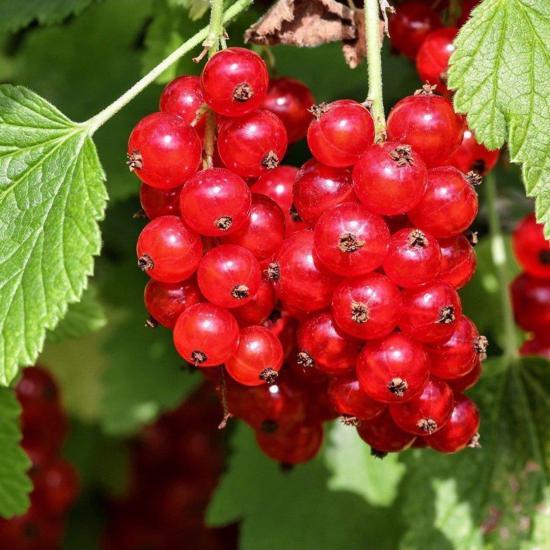 Tüplü RedLake Cinsi (Kırmızı) Frenk Üzümü Fidanı