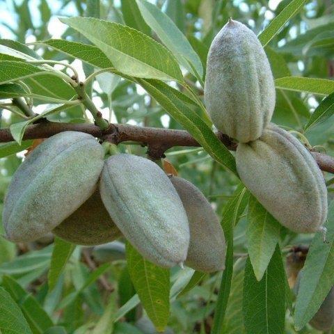 Tüplü, Aşılı BERTİNA Çok Verimli Badem Fidanı (Meyve verir yaşta)