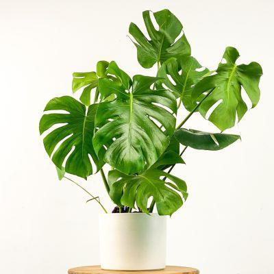 Monstera Deliciosa Deve Tabanı Dekoratif Saksı Hediyeli