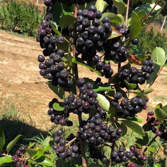 50 Adet Nero Siyah Aronya Aronia Chokeberry Fidesi (10-15 cm)