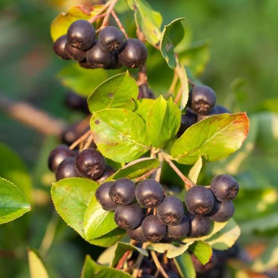 100 Adet Viking Siyah Aronya Aronia Chokeberry Fidesi (10-15 cm)