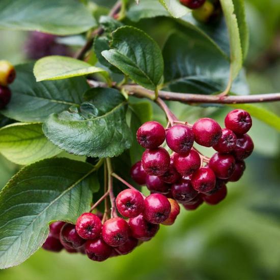 5 Adet Katya Kırmızı Aronya Aronia Fidesi (10-15 cm)