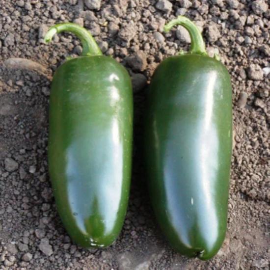 5 Adet Jalapeno Biber Fidesi