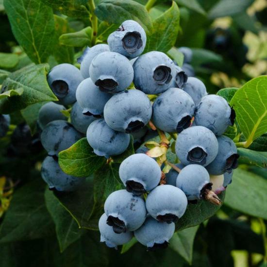 Blue Gold Yaban Mersini Fidanı