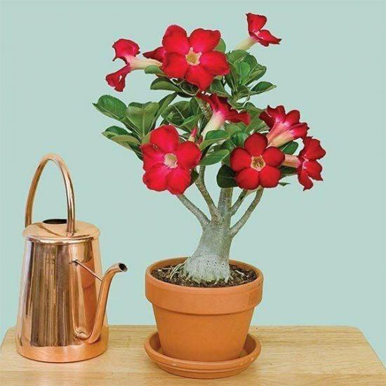 5.5 luk Saksıda Kırmızı Adenium Çöl Gülü Çiçeği Fidanı