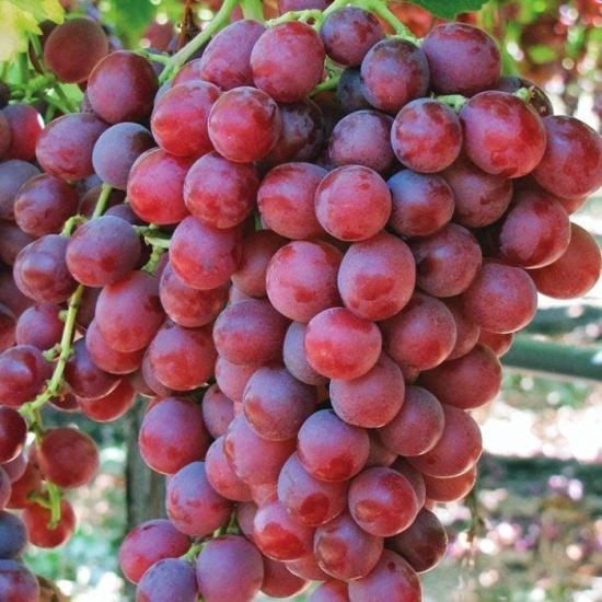 Tüplü Red Flame Seedless Çekirdeksiz Üzüm (Asma-Bağ) Fidanı