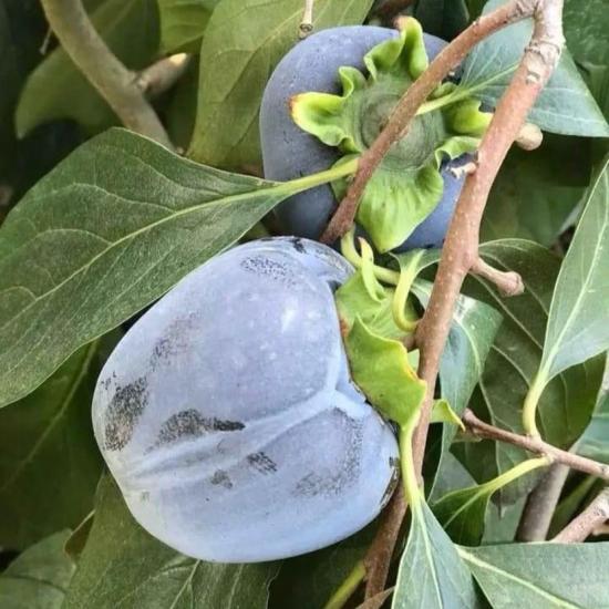 Özel Tür Tüplü ve Aşılı Black (Siyah) Trabzon Hurma Fidanı (Diospyros Kaki L.)