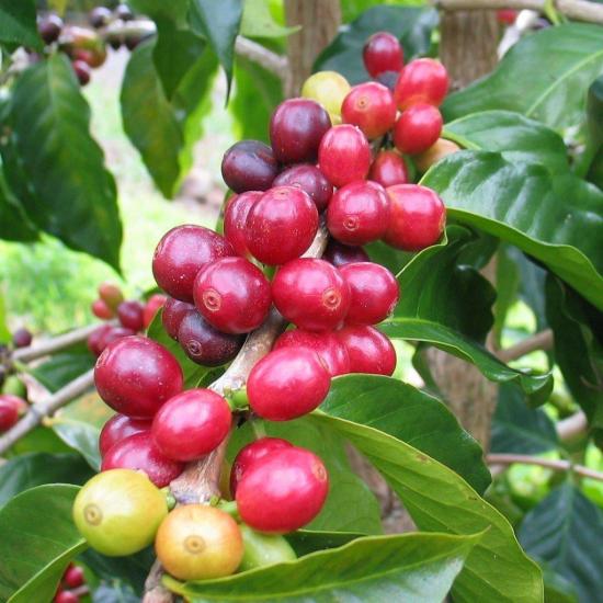 Sınırlı Sayıda Arabica Kahve Fidanı (Küçük Boy, Tüplü)