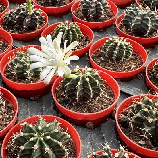 5.5 luk Saksıda Gymnocalycium Mihanovichii (Çene) Kaktüsü