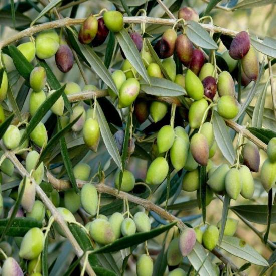 Sıkımlık ve Sofralık Tüplü Mersin Sivri Zeytini Fidanı