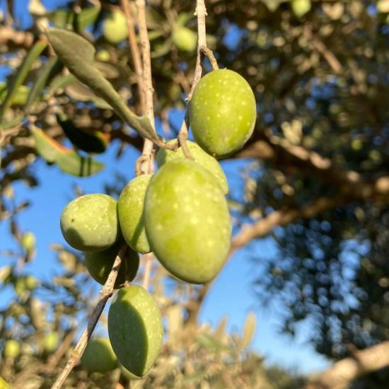 Her Bölgeye Uygun Sıkımlık ve Yemelik Tüplü Şanlıurfa Sivri Zeytini Fidanı