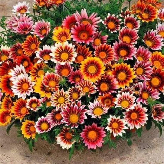 Meramlı Kız Gazania Çiçeği Tohumu 1 PAKET (20 adet)