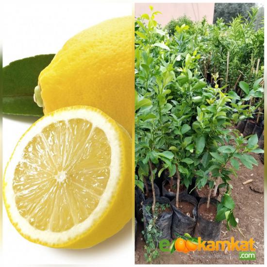 3 Yas Aşılı Bodur Yediveren Limon Fidanı, Torbada